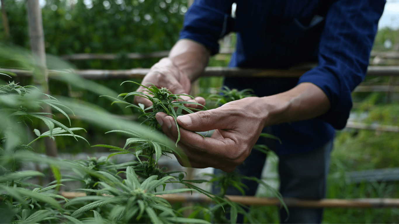 Sowing Seeds of Sustainability: The Thriving Movement of Organic Hemp Farming in America