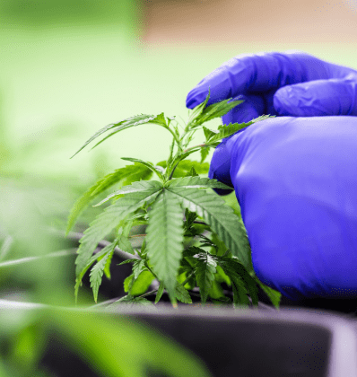 What Is Organic Cannabis? Top 5 Benefits Of Organic Cannabis